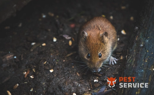 Дератизация в Волжском